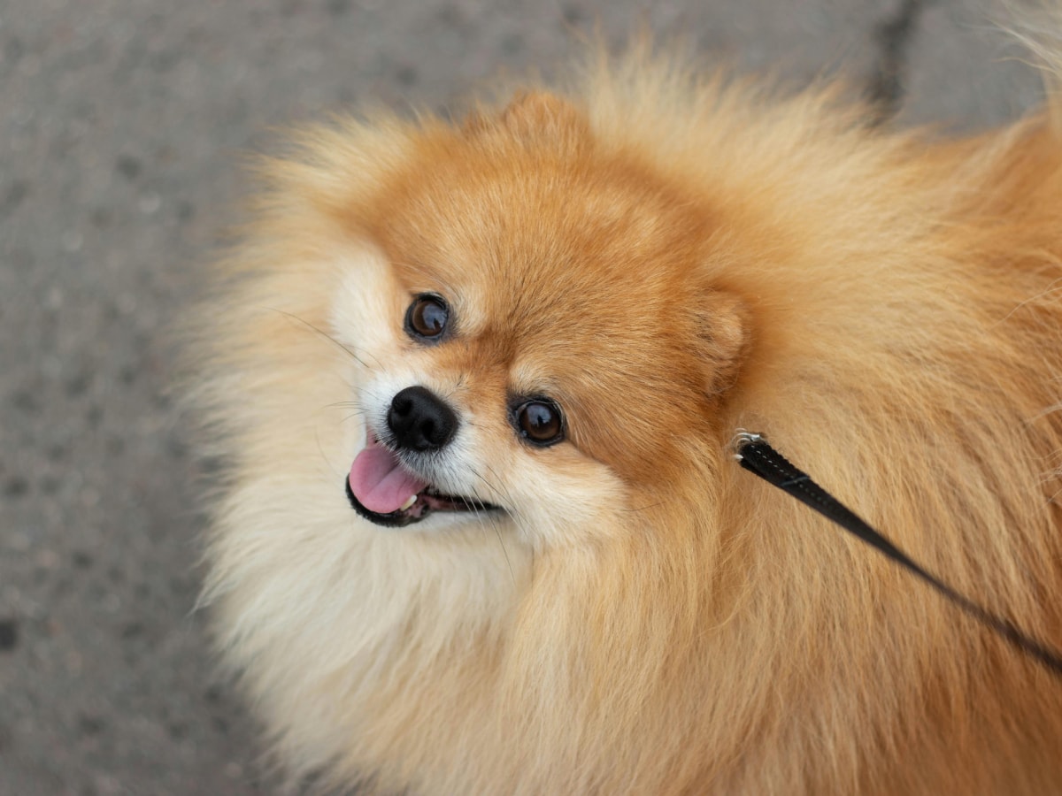 Lulu da Pomerânia: Tudo Sobre a Raça